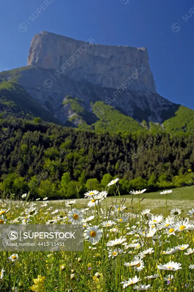 Field of Oxeye daisies ahead of Mount Aiguille Vercors