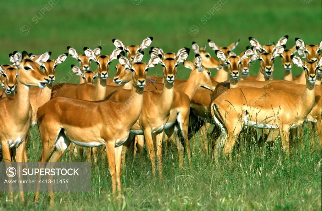 Harem of Impalas Masaï Mara Kenya