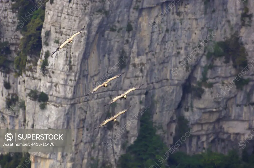 Griffon Vultures flying in the Verdon Gorge in spring France