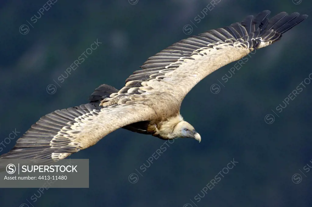 Griffon Vulture flying in the Verdon Gorge in spring France