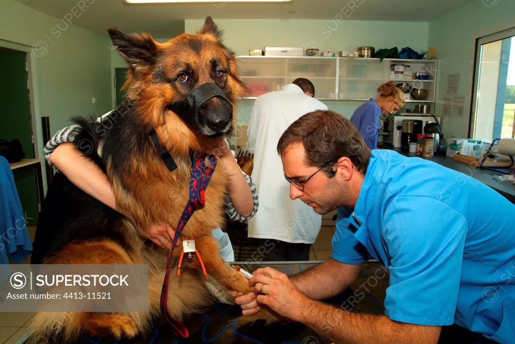 Veterinarian anaesthetizing a German Shepherd male France
