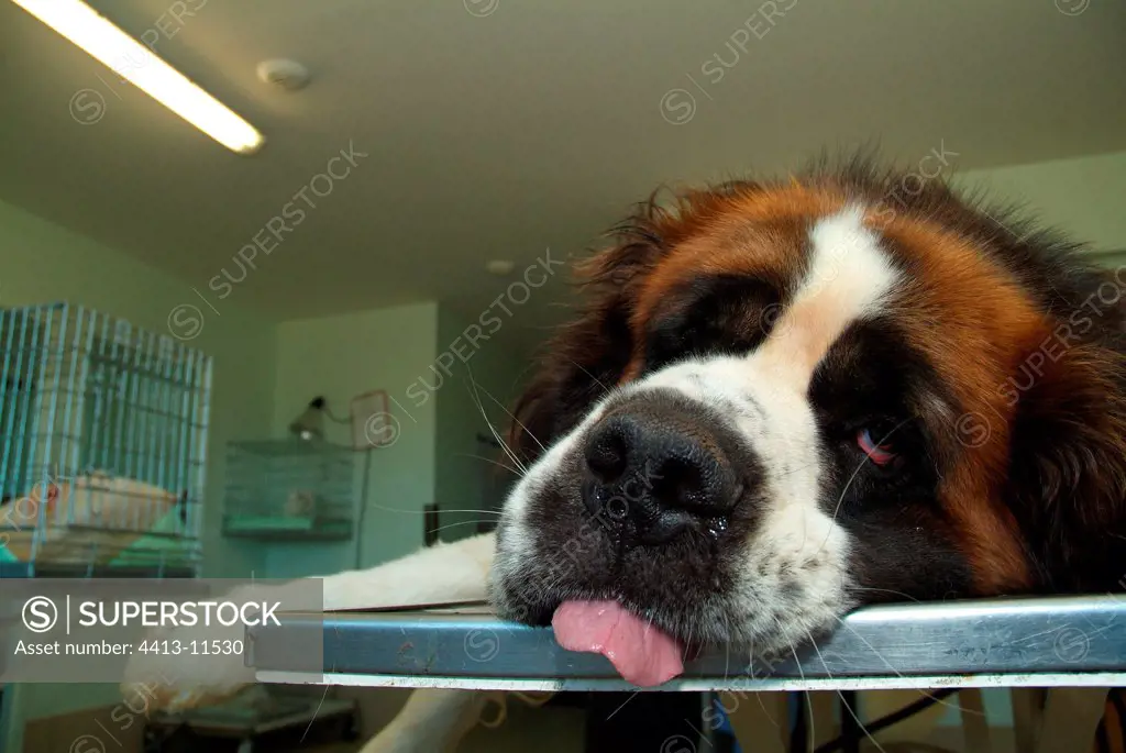 Saint Bernard Dog anaesthetized on table of care France
