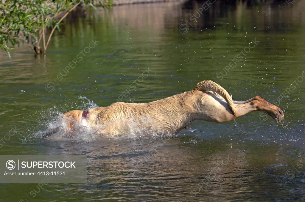 Labrador diving in a river France