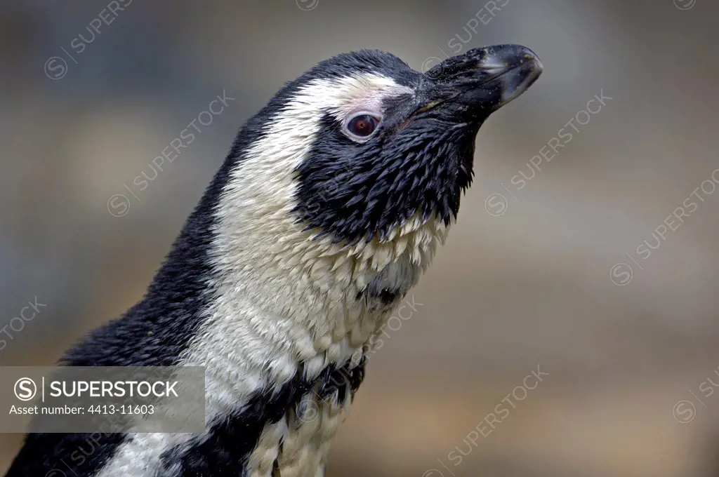 Portrait of a Jackass penguin