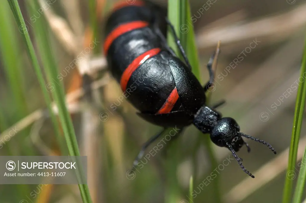 Oil beetle Spain