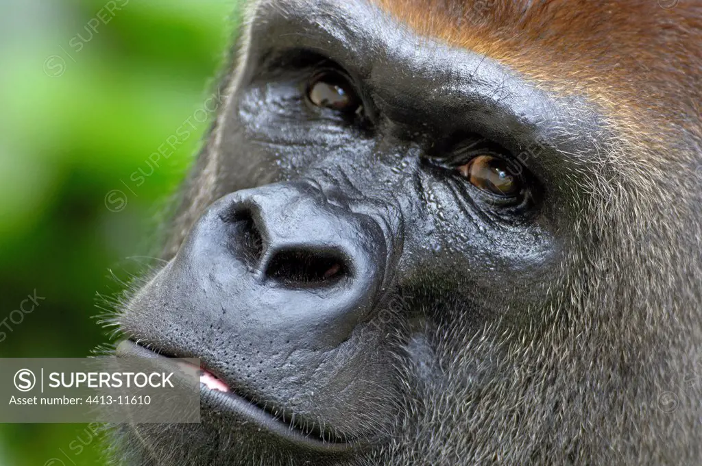 Glance of a male Western lowland gorilla