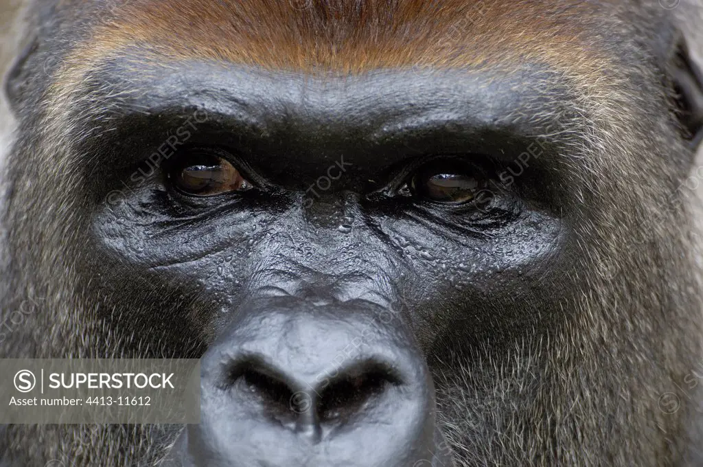 Close-up of a male Western lowland gorilla