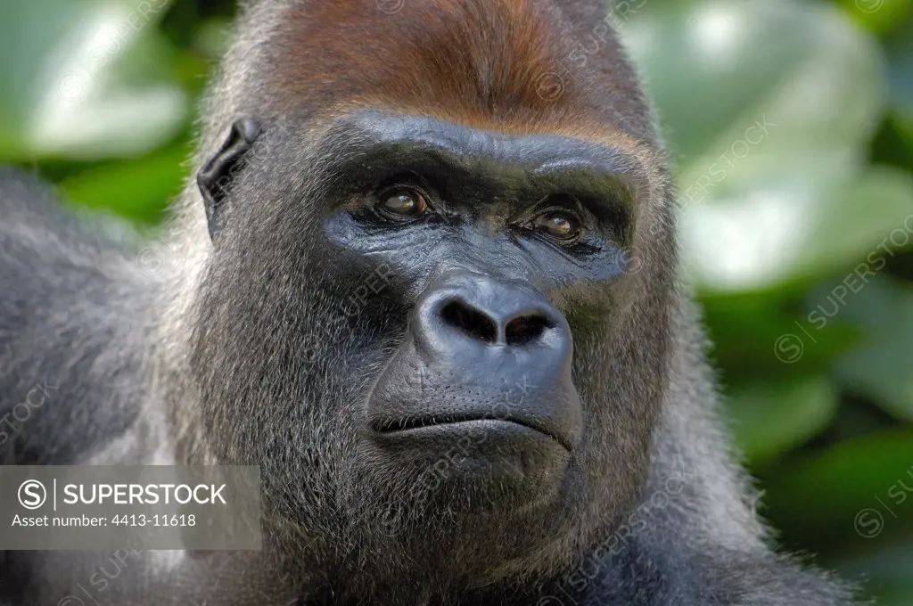Portrait of a male Western lowland gorilla