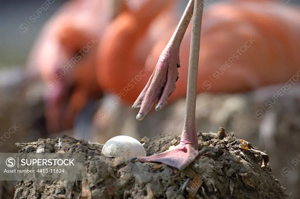 Detail of Greater flamingo's legs on its nest