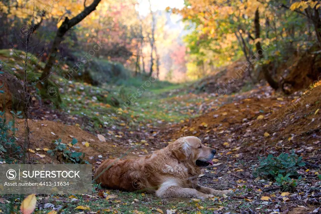 Golden retriever lying on forest road France