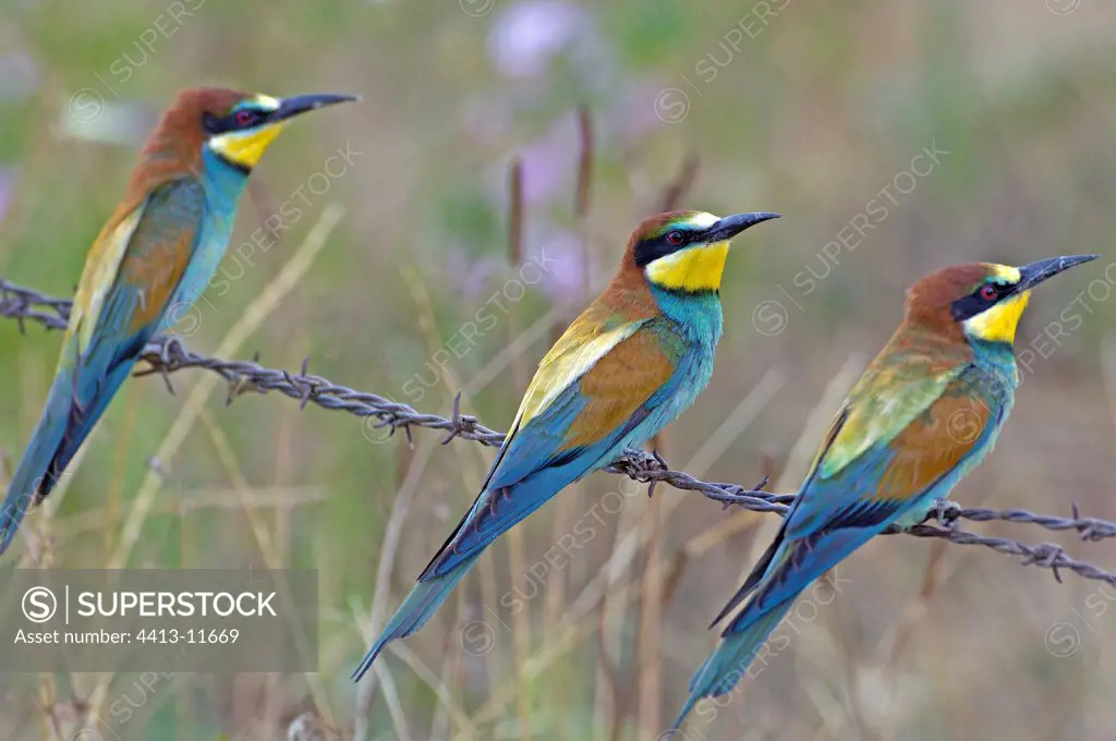 European Bee-eaters on a barbed wire France