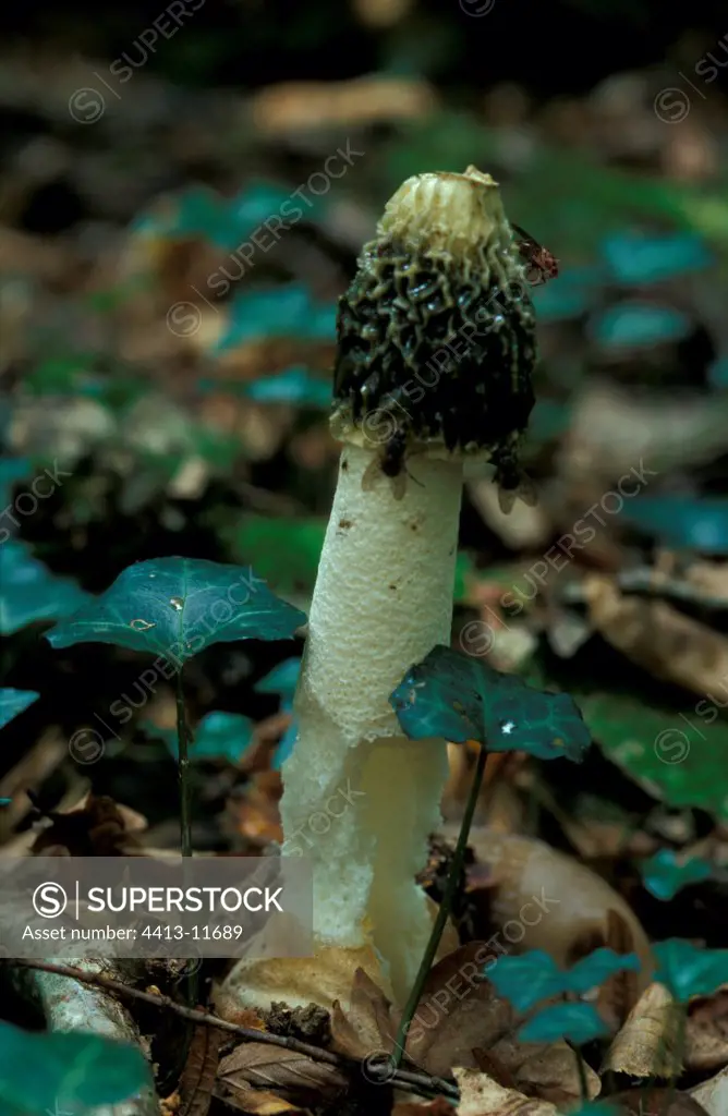 Flies posed on a Stinkhorn in autumn France