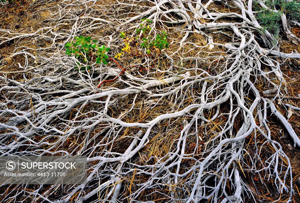 Branches dry of a dead bush Oregon the USA