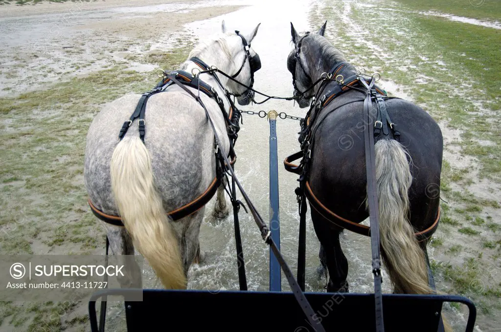 Horse hitch promenade on the foreshore Baie de Somme France