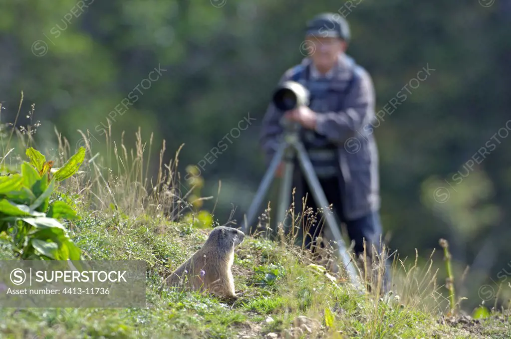 Young Marmot in front of a photographer Switzerland