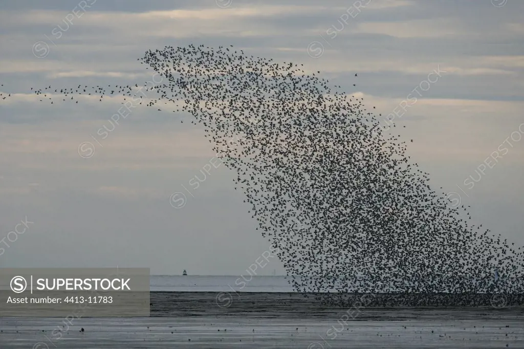 Multitude of Red knots flying United-Kingdom