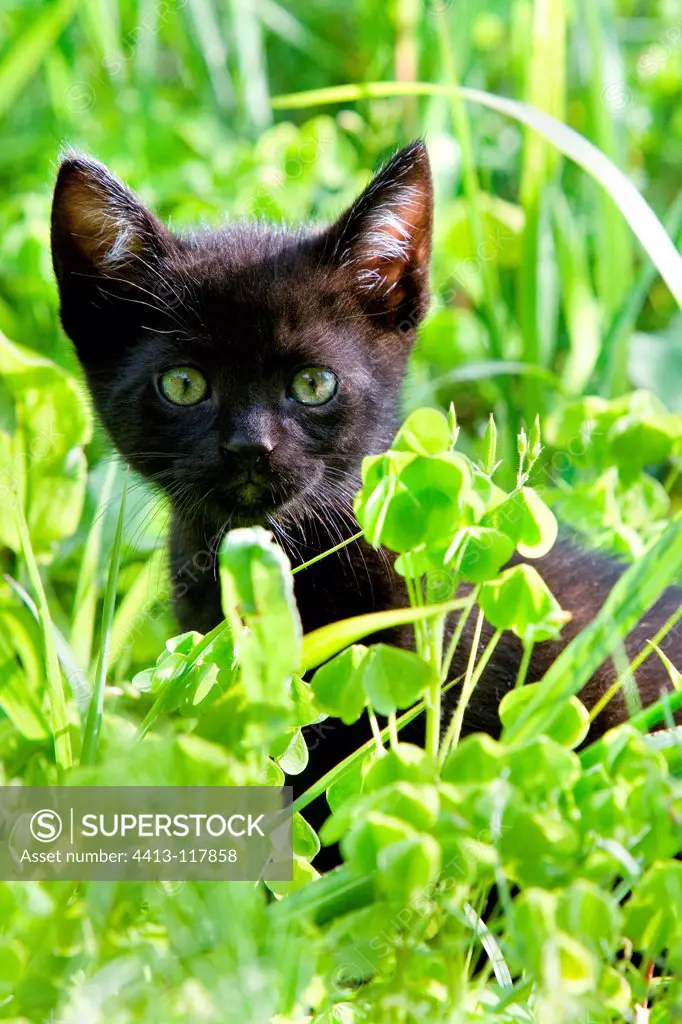 Black kitten in the grass Alsace France