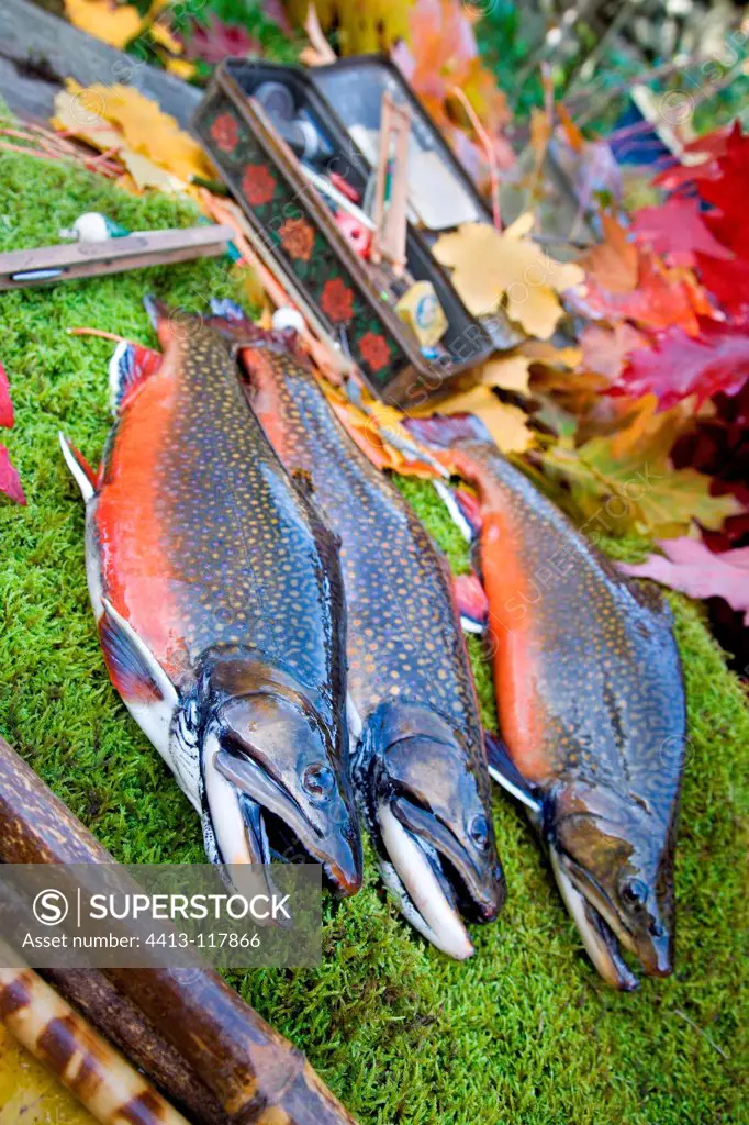 Brook trouts on moss and fall foliage France