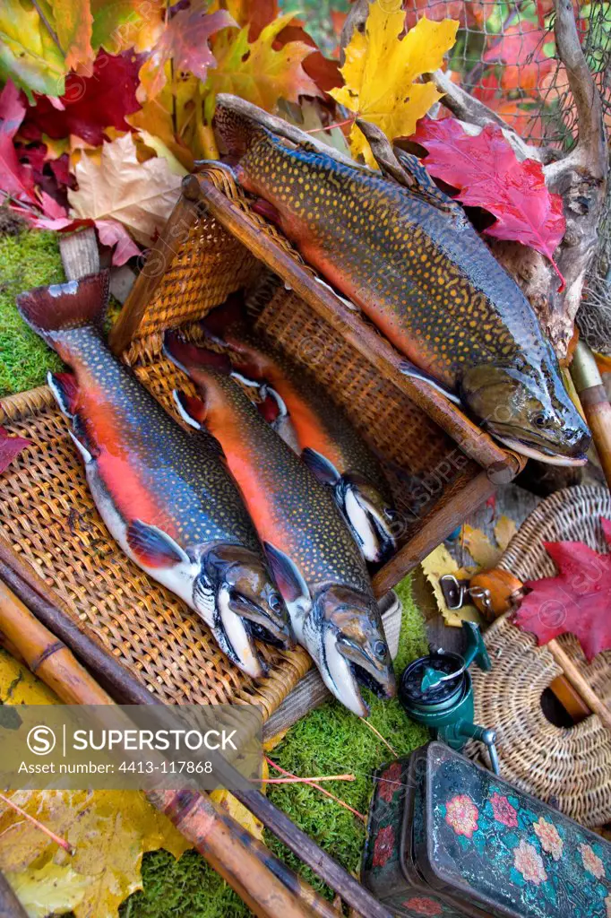 Brook trouts on basket and fall foliage France