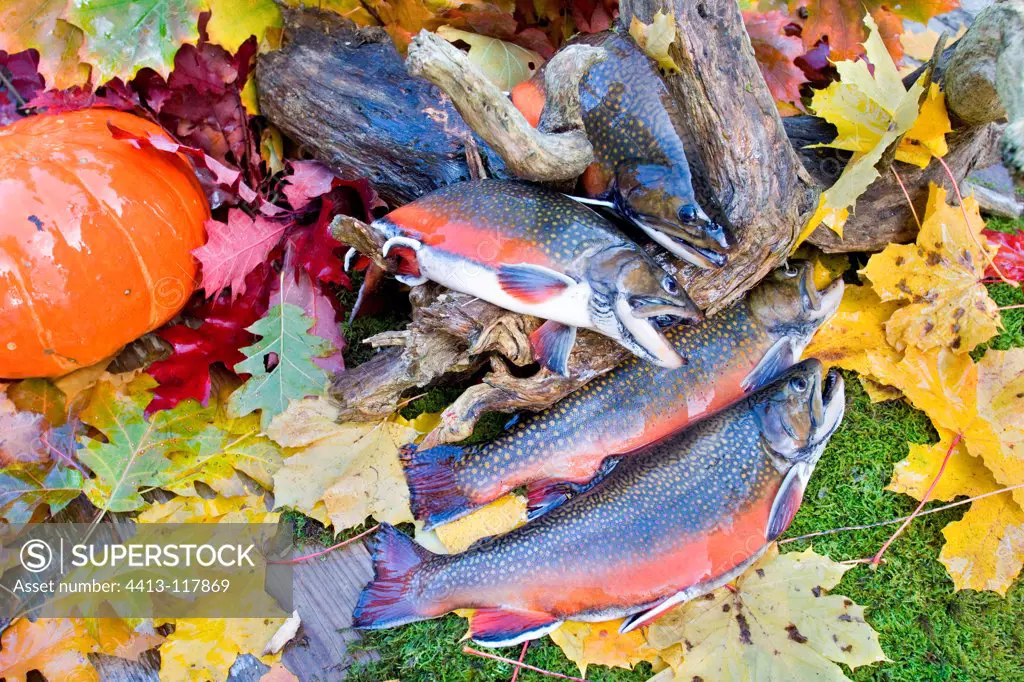 Brook trouts on moss and fall foliage France
