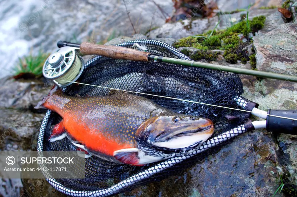Brook trout male in a net and fishing rod on rock France
