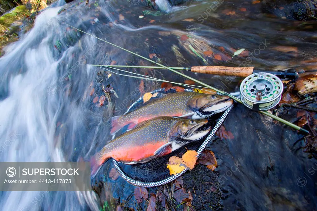 Brook trout male in a net and fishing rod on rock France