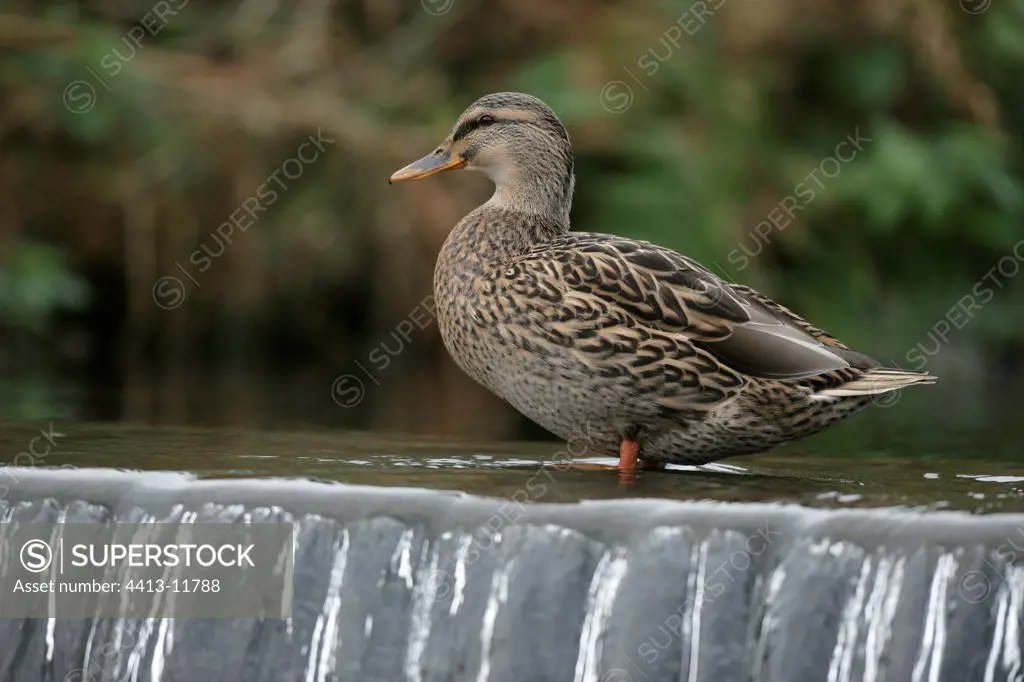 Female Mallard duck with the feet in water