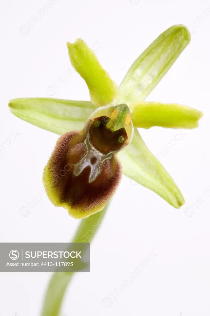 Small spider orchid Provence France