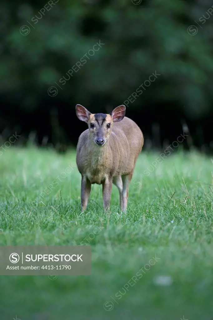 Reeves's Muntjac in grass United-Kingdom