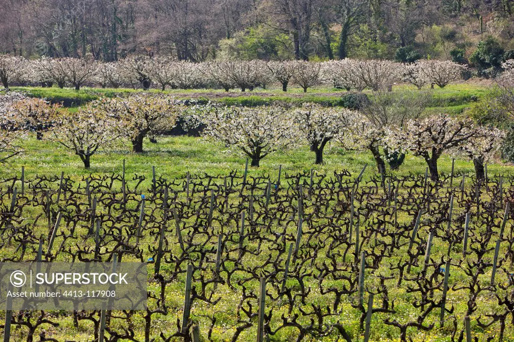 Cherry blossoms and vines pruned in the spring France