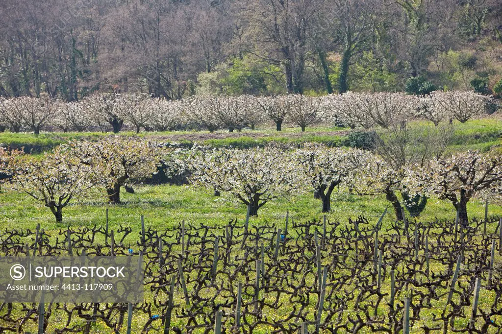 Cherry blossoms and vines pruned in the spring France