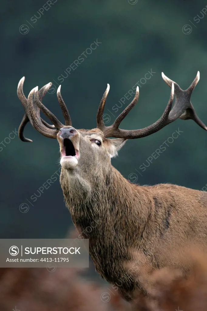 Portrait of a Male Red deer bellowing United-Kingdom