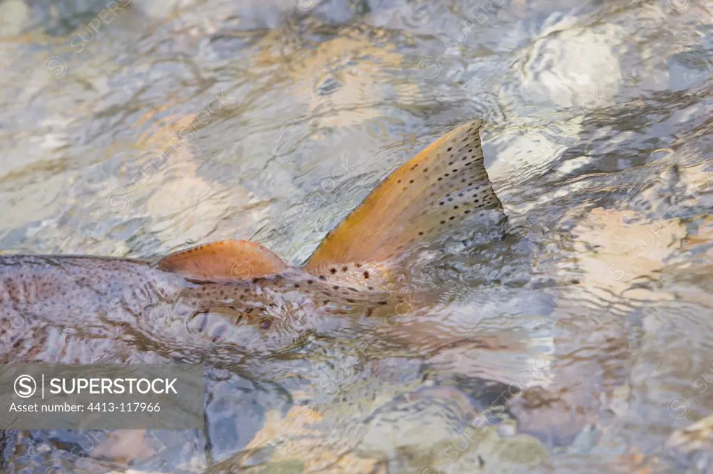 Migration of spawning trout lake on River Aubonne