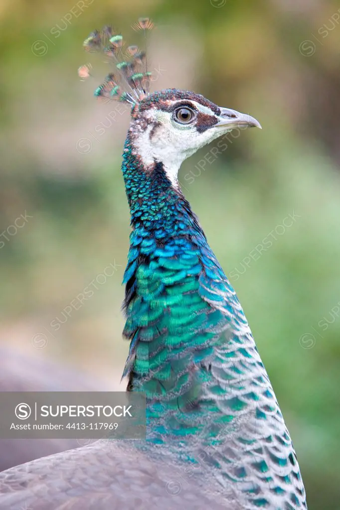Portrait of a peacock blue backyard Alsace France