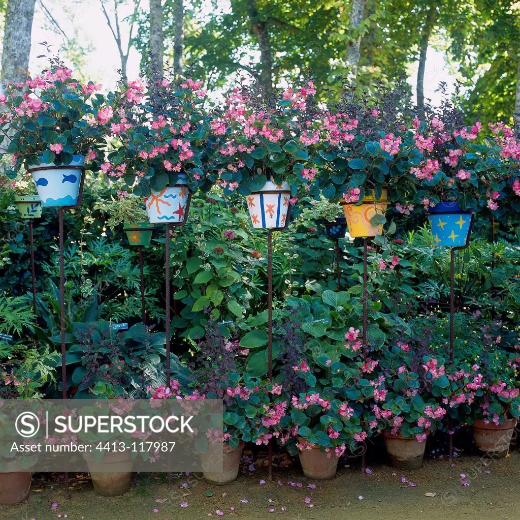 Begonias in painted pots