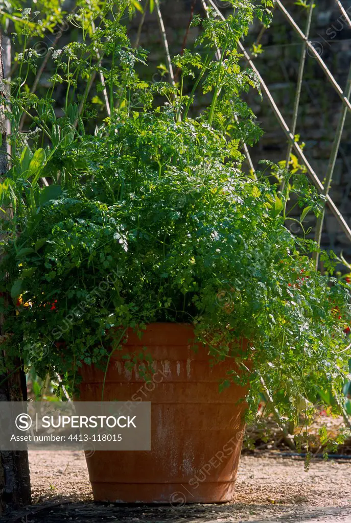 Potted chervil