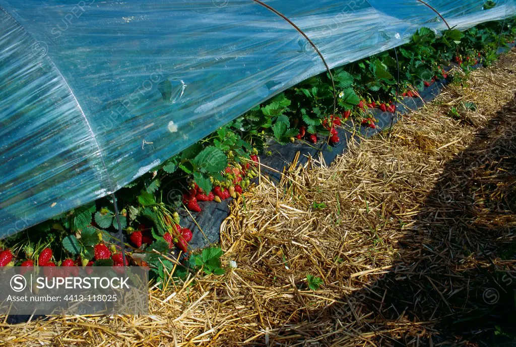 Covered strawberry plants
