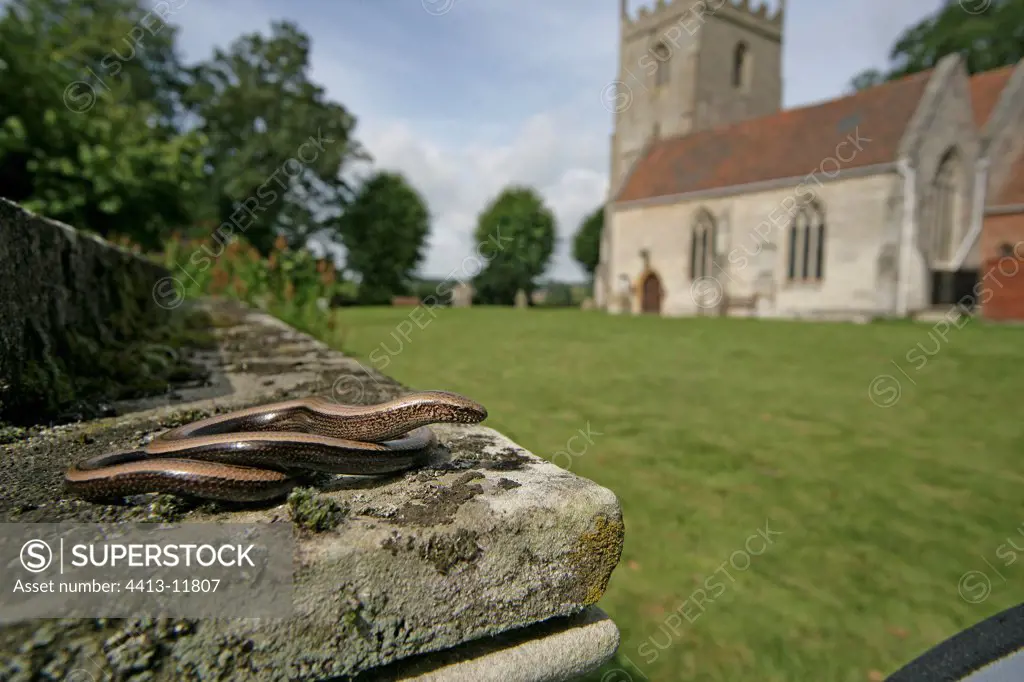 Slow worm on a stone near a church United-Kingdom