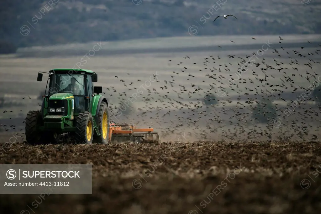 Flock of Starlings flying near a tractor Bulgaria