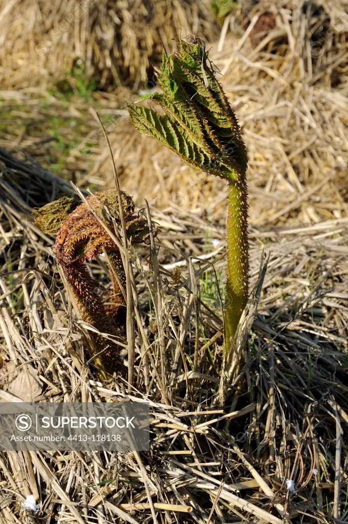 New leaves of gunnera emerging from straw insulation, April