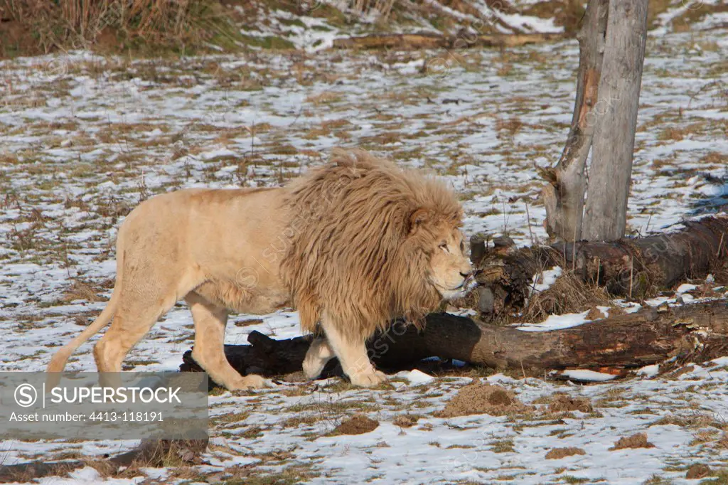Lion of the Atlas in the snow Feline park France