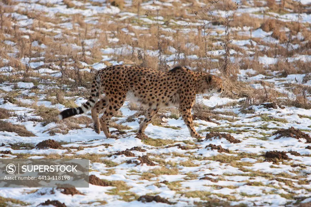Cheetah walking in the snow Feline Park France