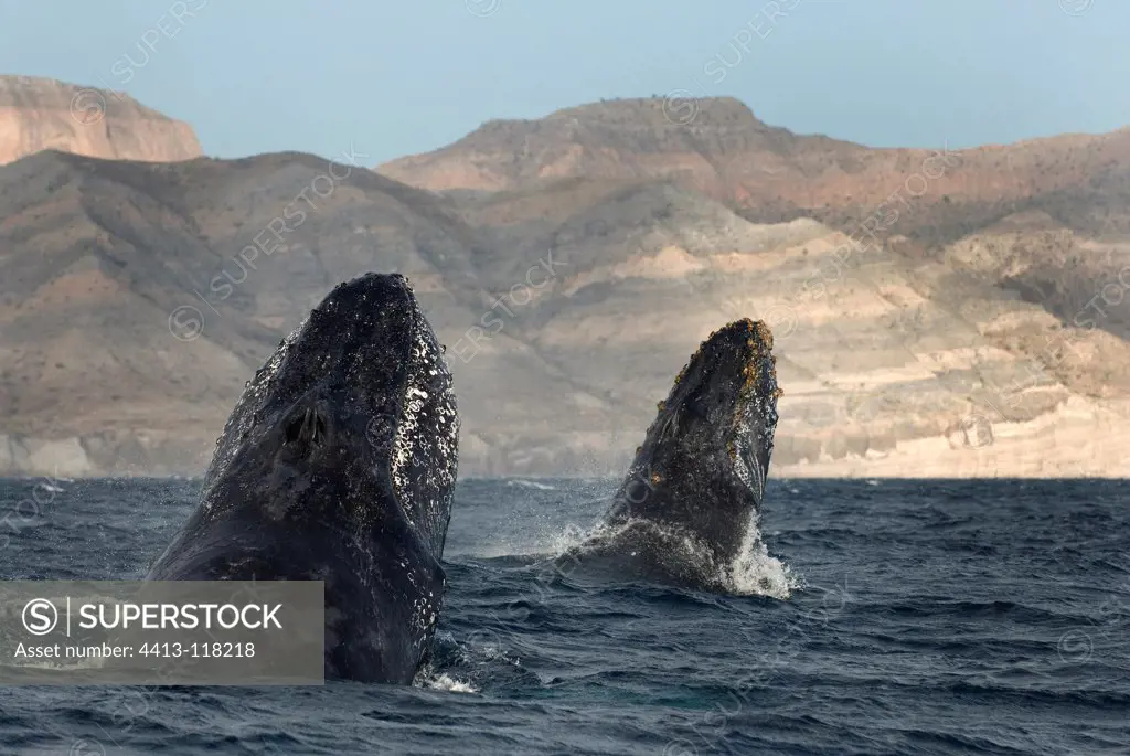 Heads of Humpback Whale Gulf of California