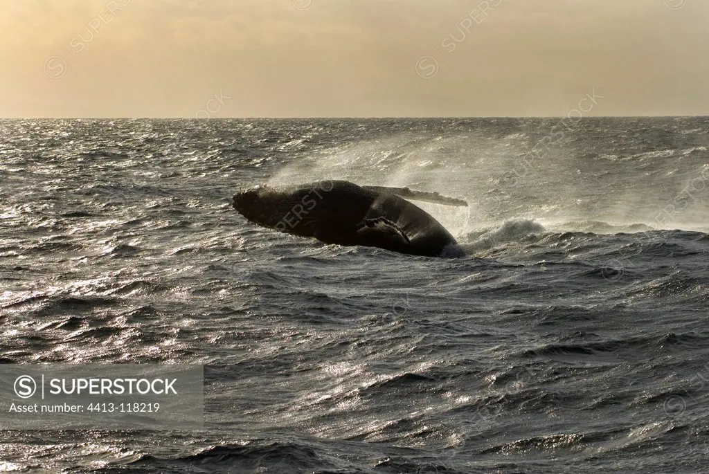 Breaching humpback on a windy moody day Gulf of California