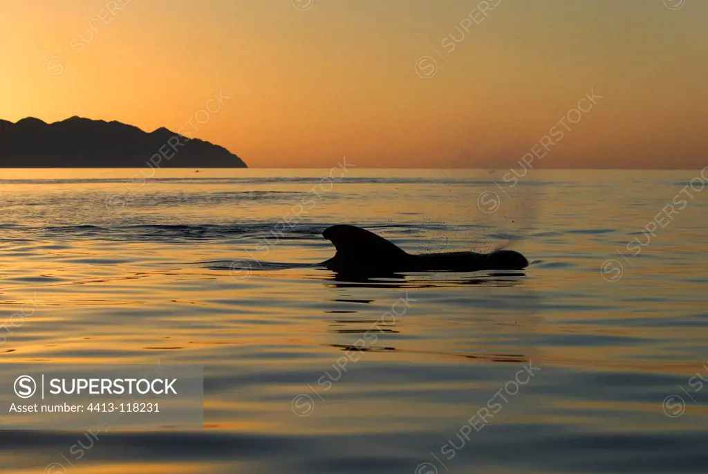 Pilot Whale at dawn Gulf of California