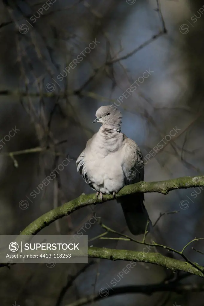 Collared Dove on a branch in winter Finland