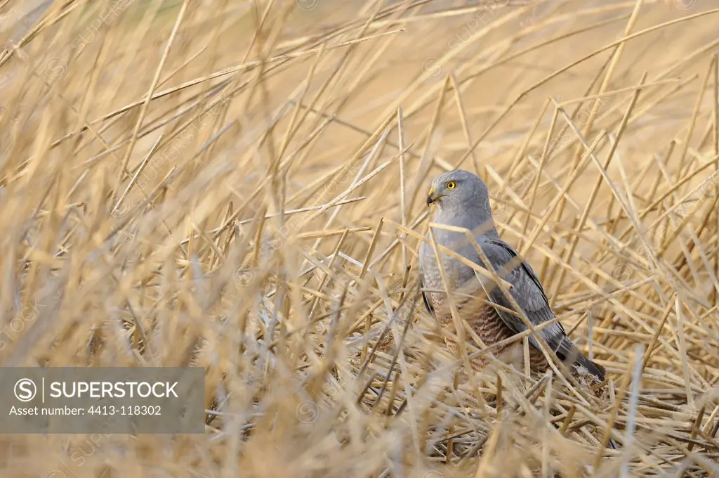 Cinereous Harrier on ground Patagonia Argentina