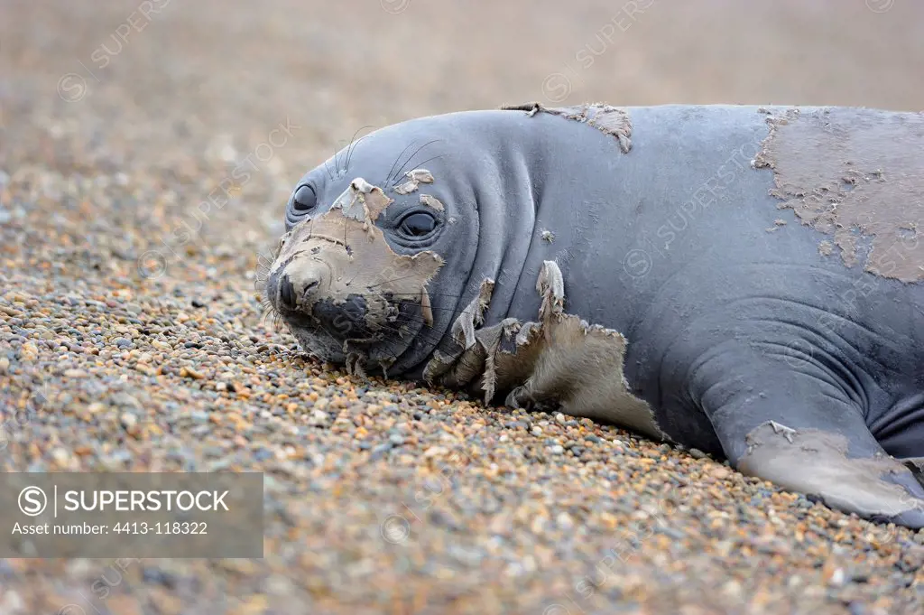 Southern Elephant Seal on sand Peninsula ValdesArgentina