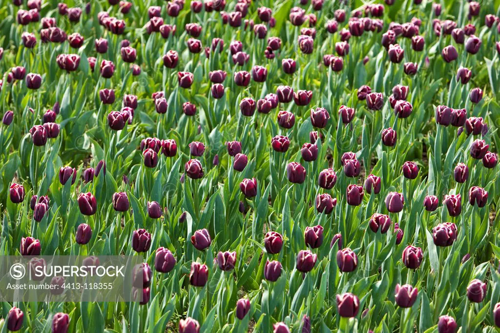 Tulips 'Jackpot' in bloom at spring France