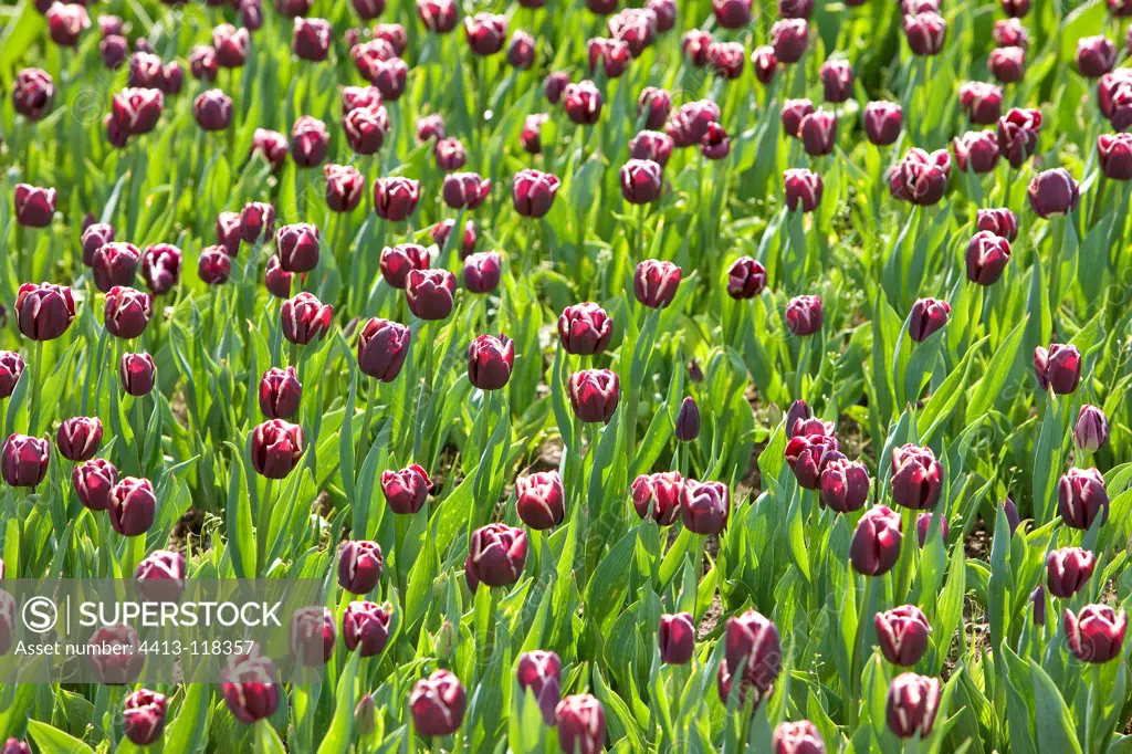 Tulips 'Jackpot' in bloom at spring France